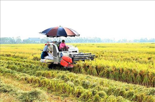 Ðẩy nhanh tiến độ thu hoạch lúa mùa. Ảnh : Phạm Trung Kiên - TTXVN Ðẩy nhanh tiến độ thu hoạch lúa mùa. Ảnh : Phạm Trung Kiên - TTXVN