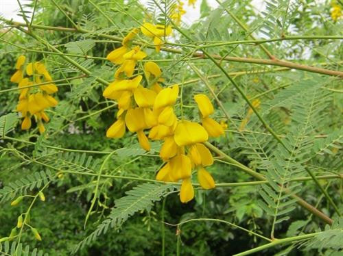 4 bài thuốc quý từ bông điên điển ảnh 3 4 bài thuốc quý từ bông điên điển ảnh 3