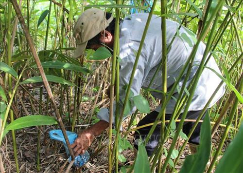 Sa nhân tím, cây dược liệu có giá trị y học, kinh tế cao được trồng ở huyện miền núi Bác Ái (Ninh Thuận). Ảnh: Nguyễn Thành – TTXVN Sa nhân tím, cây dược liệu có giá trị y học, kinh tế cao được trồng ở huyện miền núi Bác Ái (Ninh Thuận). Ảnh: Nguyễn Thành – TTXVN