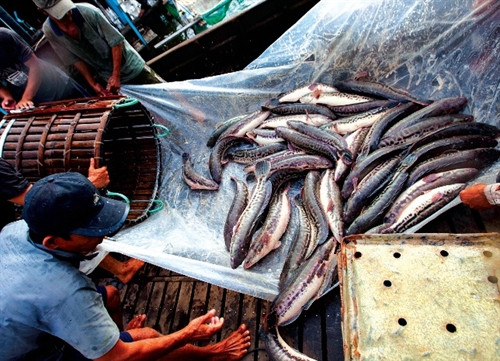 Nhà ít thì một hoặc hai bè, có nhà nhiều lên đến gần chục bè cá.