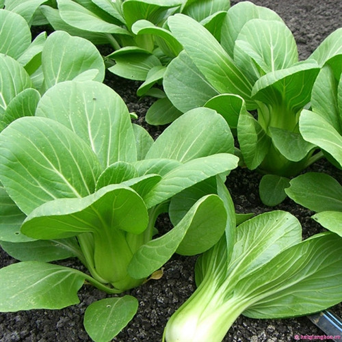 7 công dụng tuyệt vời của rau cải chíp ảnh 3