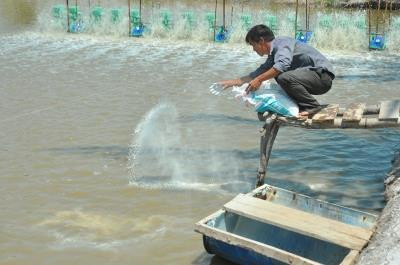 Bón vôi góp phần ổn định môi trường ao nuôi trong mùa nắng. Ảnh : vietlinh.vn Bón vôi góp phần ổn định môi trường ao nuôi trong mùa nắng. Ảnh : vietlinh.vn
