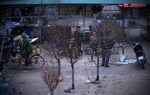 Đào đã được bày bán khá nhiều tại dọc đường Âu Cơ phục vụ cho người dân.