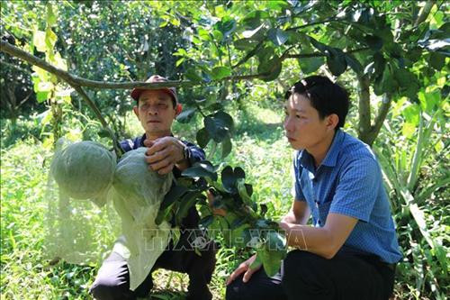 Tổ hợp tác trồng bưởi da xanh ấp Ô Chích A (xã Lương Hòa, huyện Châu Thành, tỉnh Trà Vinh) được công nhận sản xuất đạt chuẩn VietGAP, bình quân 1 ha bưởi da xanh cho lợi nhuận khoảng 300 triệu đồng/năm. Ảnh: Thanh Hòa- TTXVN Tổ hợp tác trồng bưởi da xanh ấp Ô Chích A (xã Lương Hòa, huyện Châu Thành, tỉnh Trà Vinh) được công nhận sản xuất đạt chuẩn VietGAP, bình quân 1 ha bưởi da xanh cho lợi nhuận khoảng 300 triệu đồng/năm. Ảnh: Thanh Hòa- TTXVN
