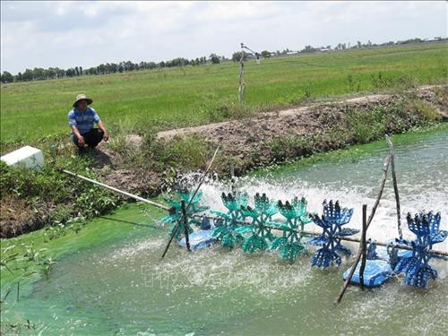 Bảo hiểm nông nghiệp sẽ bù đắp thiệt hại về tài chính. Ảnh: Hồng Nhung - TTXVN
