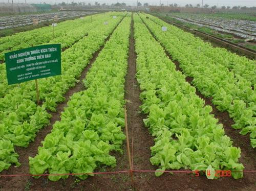 Những luống rau xà lách Những luống rau xà lách