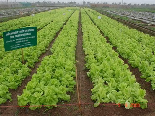 Những luống rau xà lách