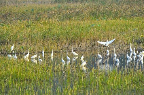 Chiều về trên đầm Vân Long. Cò, vạc và các loại chim nước về đây, sống và kiếm ăn ở hệ sinh thái ngập nước Vân Long vào mùa khô. Mỗi dịp đông đến Vân Long lại tràn ngập sắc trắng của những đàn cò trắng lên đến cả nghìn con bay về trú ngụ tạo nên khung cảnh nên thơ. Hàng nghìn loài chim, cò, vạc các loại tựu về đây, sống chen chúc trên những thảm rừng nguyên sinh trên núi đá vôi, hoặc kiếm sống ở các hệ sinh thái dưới ngập nước… Tiếng kêu của chúng làm xôn xao cả một vùng không gian vốn tĩnh lặng. Mỗi dịp đông đến Vân Long lại tràn ngập sắc trắng của những đàn cò trắng lên đến cả nghìn con bay về trú ngụ ... tạo nên khung cảnh vô cùng nên thơ. Đầm Vân Long Những khu rừng tràm tại Vân Long là nơi trú ngụ của những đàn cò lớn, là nơi ghỉ ngơi của chúng sau mỗi ngày kiếm ăn. Chiều về trên đầm Vân Long. Cò, vạc và các loại chim nước về đây, sống và kiếm ăn ở hệ sinh thái ngập nước Vân Long vào mùa khô. Mỗi dịp đông đến Vân Long lại tràn ngập sắc trắng của những đàn cò trắng lên đến cả nghìn con bay về trú ngụ tạo nên khung cảnh nên thơ. Hàng nghìn loài chim, cò, vạc các loại tựu về đây, sống chen chúc trên những thảm rừng nguyên sinh trên núi đá vôi, hoặc kiếm sống ở các hệ sinh thái dưới ngập nước… Tiếng kêu của chúng làm xôn xao cả một vùng không gian vốn tĩnh lặng. Mỗi dịp đông đến Vân Long lại tràn ngập sắc trắng của những đàn cò trắng lên đến cả nghìn con bay về trú ngụ ... tạo nên khung cảnh vô cùng nên thơ. Đầm Vân Long Những khu rừng tràm tại Vân Long là nơi trú ngụ của những đàn cò lớn, là nơi ghỉ ngơi của chúng sau mỗi ngày kiếm ăn.