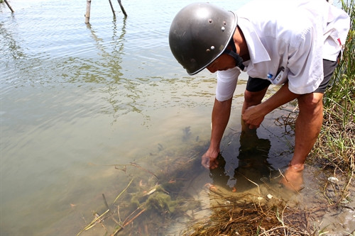 Tôm chết do dịch bệnh tại một hồ nuôi ở thị trấn Sịa, huyện Quảng Điền. Tôm chết do dịch bệnh tại một hồ nuôi ở thị trấn Sịa, huyện Quảng Điền.