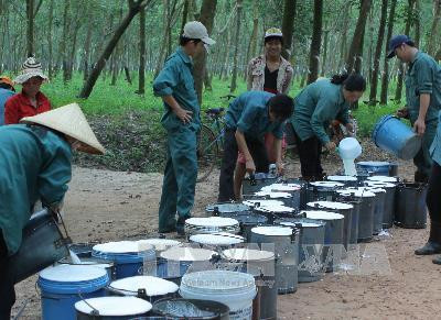 Công nhân Công ty cổ phần một thành viên Cao su Tây Ninh lược mủ nước để vận chuyển về nhà máy. Ảnh: Phương Vy-TTXVN