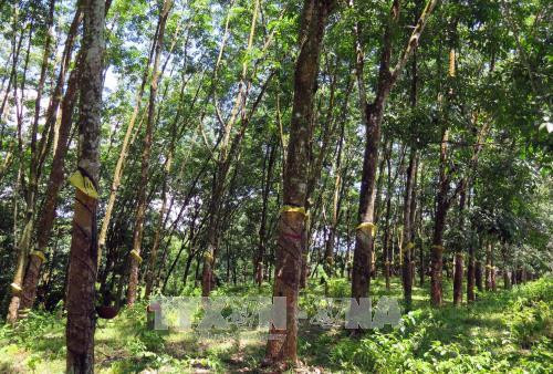 Rừng cao su tại huyện Hiệp Đức đang cho khai thác mủ. Ảnh: Đỗ Văn Trưởng - TTXVN