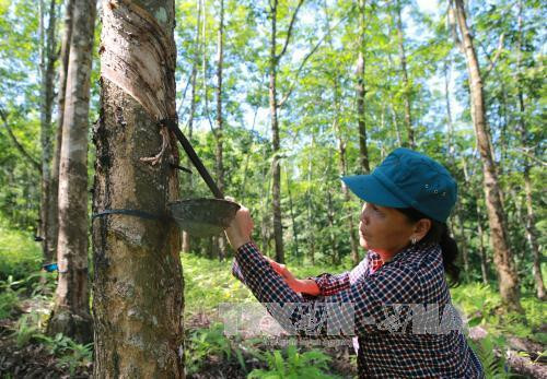 Nông dân huyện miền núi Nam Đông thu hoạch mủ cao su. Ảnh: Hồ Cầu-TTXVN