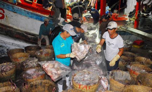 Kiên Giang xác định thủy sản biển là ngành kinh tế mũi nhọn. Ảnh: Mạnh Linh-TTXVN