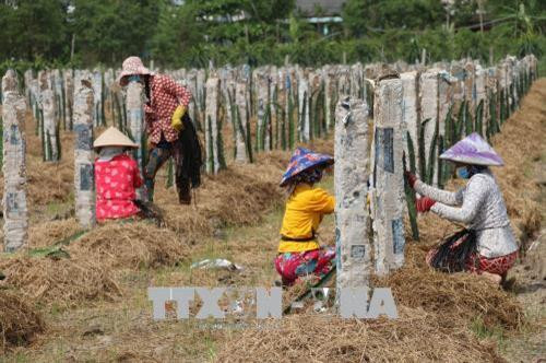 Trồng thanh long ở xã ven biển Kiểng Phước, Gò Công Đông. Ảnh: Minh Trí – TTXVN Trồng thanh long ở xã ven biển Kiểng Phước, Gò Công Đông. Ảnh: Minh Trí – TTXVN