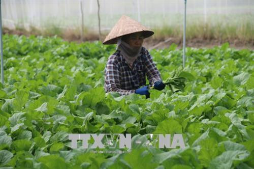 Chăm sóc cải xanh trong vụ Đông Xuân 2017 - 2018 ở Gò Công Đông. Ảnh: Minh Trí - TTXVN Chăm sóc cải xanh trong vụ Đông Xuân 2017 - 2018 ở Gò Công Đông. Ảnh: Minh Trí - TTXVN