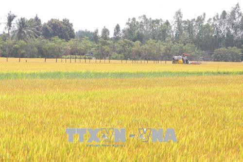 Thu hoạch lúa vụ đông xuân tại huyện Gò Công Đông. Ảnh: Nam Thái – TTXVN Thu hoạch lúa vụ đông xuân tại huyện Gò Công Đông. Ảnh: Nam Thái – TTXVN