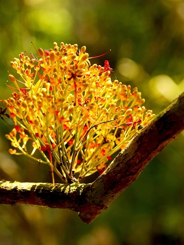 Hoa vàng anh bung cánh khoe sắc.