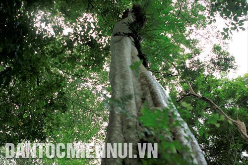 Vườn Quốc gia Cát Tiên là nơi bảo tồn nhiều loại cây quý hiếm, đặc chủng