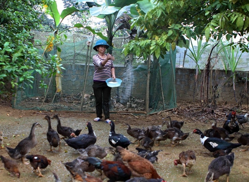 Từ khi chuyển tới điểm tái định cư Nậm Nui, Nậm Ke, xã Đồng Văn, huyện Quế Phong (Nghệ An), gia đình chị Lang Thị Minh đã chuyển đổi sang phát triển kinh tế theo hướng chăn nuôi tập trung để có thu nhập ổn định Từ khi chuyển tới điểm tái định cư Nậm Nui, Nậm Ke, xã Đồng Văn, huyện Quế Phong (Nghệ An), gia đình chị Lang Thị Minh đã chuyển đổi sang phát triển kinh tế theo hướng chăn nuôi tập trung để có thu nhập ổn định