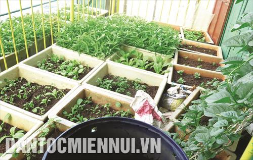 Với các chiến sĩ Nhà giàn DK1, màu xanh từ những luống rau nảy mầm trên những chậu đất giữa trùng khơi chính là hình ảnh thiêng liêng của đất liền thân thương Với các chiến sĩ Nhà giàn DK1, màu xanh từ những luống rau nảy mầm trên những chậu đất giữa trùng khơi chính là hình ảnh thiêng liêng của đất liền thân thương