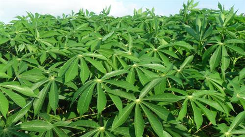 Cách ủ chua lá sắn làm thức ăn cho trâu bò ảnh 1 Cách ủ chua lá sắn làm thức ăn cho trâu bò ảnh 1