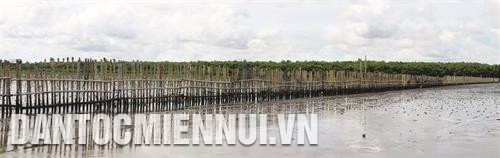 Tại khu vực ven biển xung yếu, Ban quản lý rừng An Biên - An Minh đã áp dụng mô hình làm hàng rào chắn bằng tre, cừ tràm bên ngoài để gây bồi, tạo bãi trồng cây mắm. Ảnh: Lê Huy Hải Tại khu vực ven biển xung yếu, Ban quản lý rừng An Biên - An Minh đã áp dụng mô hình làm hàng rào chắn bằng tre, cừ tràm bên ngoài để gây bồi, tạo bãi trồng cây mắm. Ảnh: Lê Huy Hải