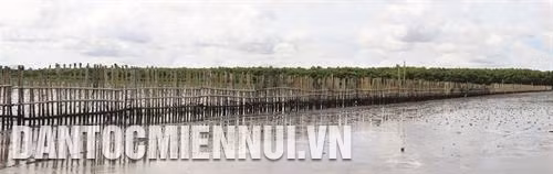 Tại khu vực ven biển xung yếu, Ban quản lý rừng An Biên - An Minh đã áp dụng mô hình làm hàng rào chắn bằng tre, cừ tràm bên ngoài để gây bồi, tạo bãi trồng cây mắm. Ảnh: Lê Huy Hải