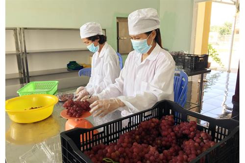 Sản phẩm nho được sơ chế trước khi đóng gói, bảo quản tại kho lạnh Ảnh: Công Thử - TTXVN Sản phẩm nho được sơ chế trước khi đóng gói, bảo quản tại kho lạnh Ảnh: Công Thử - TTXVN