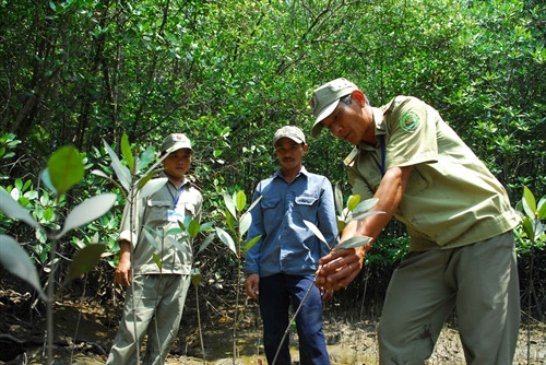 Cán bộ Ban quản lý rừng phòng hộ Cần Giờ hướng dẫn chủ rừng Võ Tấn Tài (ở giữa) về sinh trưởng của loài cây được trồng tại rừng ngập mặn. Anh Tài được Ban quản lý giao khoán quản lý, bảo vệ 64,5 ha rừng tại phân khu 5, tiểu khu 16. Đến nay, thành phố đã tổ chức giao khoán cho 172 hộ giữ rừng là người dân có hộ khẩu thường trú tại huyện Cần Giờ. Việc giao khoán rừng cho người dân đã phát huy hiệu quả, nâng cao ý thức và trách nhiệm của cộng đồng trong công tác bảo vệ rừng, tăng cường bãi bồi của hệ sinh thái rừng ngập mặn để thích ứng lâu dài với biến đổi khí hậu.