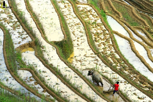 Một chú bé người Mông đang thay cha cày xới thửa ruộng nhà, trong nắng chiều sắp tắt. Một chú bé người Mông đang thay cha cày xới thửa ruộng nhà, trong nắng chiều sắp tắt.