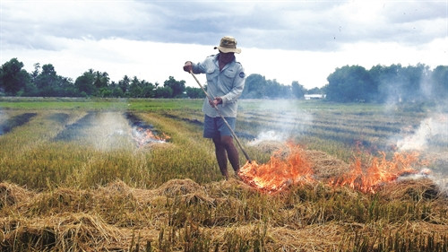 Đốt rơm rạ trên đồng ruộng có thể diệt trừ được một số loại côn trùng, mầm bệnh, cỏ dại nhưng gây lãng phí rơm rạ