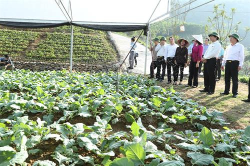 Phó Bí thư Thường trực Thành ủy Hà Nội Ngô Thị Thanh Hằng và đoàn kiểm tra thăm mô hình sản xuất rau hữu cơ ở Trang trại Hoa Viên. Ảnh: Hoàng Hà Trang trại Hoa Viên hiện có 12 ha đất trồng rau hữu cơ. Ảnh: Hoàng Hà Trang trại Hoa Viên những năm gần đây cung cấp cho thị trường khoảng 300 tấn rau/năm. Ảnh: Hoàng Hà