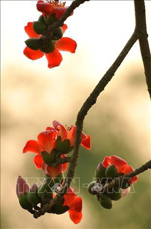 Những bông hoa gạo đơm bông đỏ rực. Ảnh: Minh Đức - TTXVN Những bông hoa gạo đơm bông đỏ rực. Ảnh: Minh Đức - TTXVN