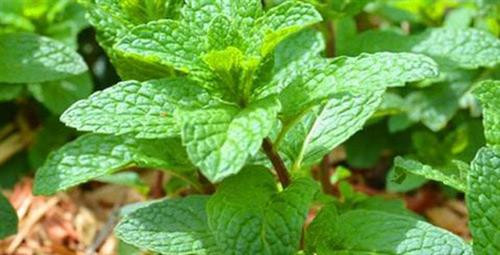 Công dụng chữa bệnh tuyệt vời của rau húng ảnh 2 Công dụng chữa bệnh tuyệt vời của rau húng ảnh 2
