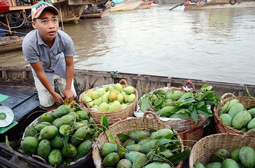 Đặc sản xoài vùng đất phương Nam Đặc sản xoài vùng đất phương Nam