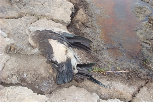 Trong hành trình đi tìm nguồn nước của đàn chim (ảnh trên) đã có những con chim kiệt sức, chết khô vì thiếu nước (ảnh dưới).