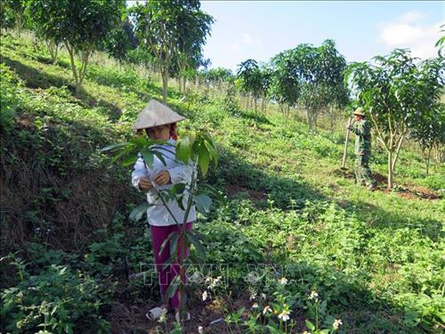 Người dân ở xã Mường Lạn, huyện Sốp Cộp chăm sóc vườn xoài. Ảnh: Hữu Quyết – TTXVN Người dân ở xã Mường Lạn, huyện Sốp Cộp chăm sóc vườn xoài. Ảnh: Hữu Quyết – TTXVN