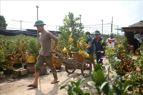 Quất, bưởi Văn Giang sẵn sàng cho Tết Nguyên đán Canh Tý 2020 ảnh 5 Quất, bưởi Văn Giang sẵn sàng cho Tết Nguyên đán Canh Tý 2020 ảnh 5