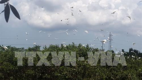 Đàn cò bay lượn trong khu du lịch sinh thái vườn cò Thanh Kiều của anh Nguyễn Văn Thanh. Ảnh: Lê Sen - TTXVN Đàn cò bay lượn trong khu du lịch sinh thái vườn cò Thanh Kiều của anh Nguyễn Văn Thanh. Ảnh: Lê Sen - TTXVN