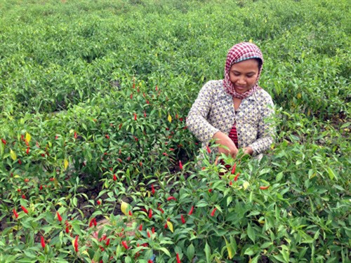 Trồng ớt chỉ thiên cho thu nhập cao ảnh 2