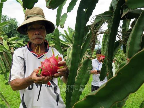 Vườn thanh long ruột đỏ của gia đình ông Phục cho thu nhập từ 70- 100 triệu đồng/năm. Ảnh: Quang Thái - TTXVN Vườn thanh long ruột đỏ của gia đình ông Phục cho thu nhập từ 70- 100 triệu đồng/năm. Ảnh: Quang Thái - TTXVN