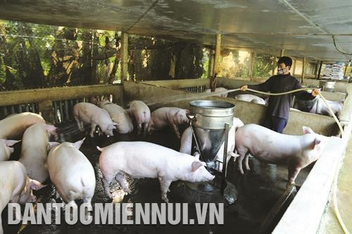 Nuôi lợn theo mô hình trang trại, đảm bảo vệ sinh môi trường ở thôn Nặm Quăng, xã Quảng Ngần.