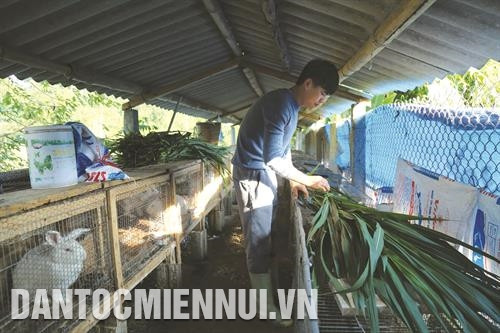 Là người siêng năng và nhạy bén, anh Nguyễn Văn Tuyên ở thôn Nặm Quăng, xã Quảng Ngần hiện đang thử nghiệm mô hình nuôi thỏ thịt.