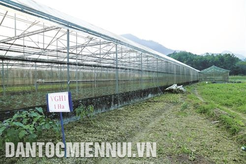 Ngành nông nghiệp huyện Vị Xuyên chủ trương khuyến khích đồng bào xây dựng nhà lưới để chủ động sản xuất nông nghiệp, hướng tới sản xuất theo tiêu chuẩn VietGAP.