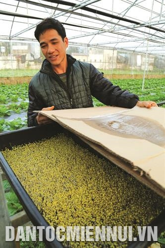 Các mô hình kinh tế mới ra đời không chỉ giúp đồng bào dân tộc nơi đây nâng cao thu nhập mà còn giải quyết được công ăn việc làm tại địa phương, góp phần quan trọng trong công cuộc xóa đói giảm nghèo.