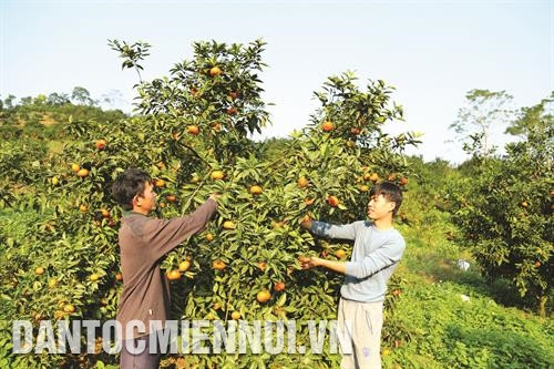 Mô hình trồng cam đem lại hiệu quả kinh tế cao cho nhiều hộ đồng bào dân tộc ở huyện Vị Xuyên