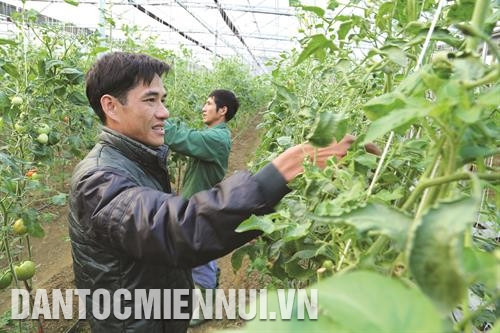 Mô hình trồng rau sạch trong nhà lưới của anh Nông Văn Học, người dân tộc Tày ở thôn Làng Vàng 2, thị trấn Vị Xuyên.