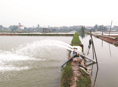 Thường xuyên bơm nước, giữ độ sâu trong ao từ 1,4 m - 1,5 m Thường xuyên bơm nước, giữ độ sâu trong ao từ 1,4 m - 1,5 m
