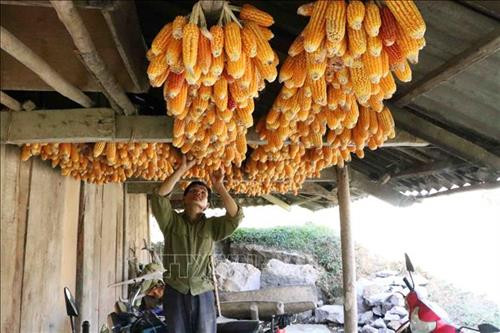 Nhờ không uống rượu, bia mà bà con dân bản có nhiều thời gian làm ăn, phát triển kinh tế gia đình. Ảnh: Công Tuyên – TTXVN Nhờ không uống rượu, bia mà bà con dân bản có nhiều thời gian làm ăn, phát triển kinh tế gia đình. Ảnh: Công Tuyên – TTXVN