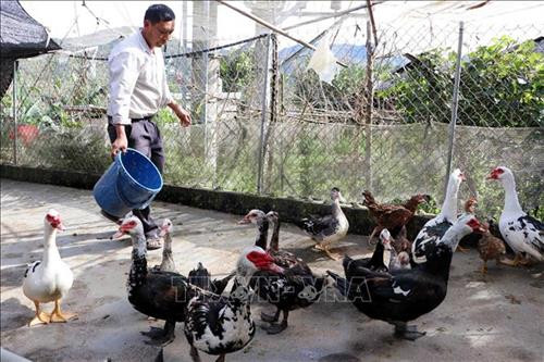 Nhờ không uống rượu, bia mà bà con dân bản có nhiều thời gian làm ăn, phát triển kinh tế gia đình. Ảnh: Công Tuyên – TTXVN Nhờ không uống rượu, bia mà bà con dân bản có nhiều thời gian làm ăn, phát triển kinh tế gia đình. Ảnh: Công Tuyên – TTXVN